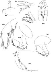 Figure 8. Metopa rubrovittata Sars, 1883 male 3 mm; Md mandible; Mxp maxilliped; A 1, 2 antenna 1, 2; Gn 1, 2 gnathopod 1, 2; Gn 1’, Gn 2’ gnathopod 1, 2 distally enlarged.