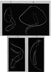 Figure 11. Stenula peltata (Smith, 1872): original illustrations of 5 gnathopod 2; 6 ? peraeopod 4; 7 gnathopod 1; 8 dactylus and propodus of gnathopod 2 distally.