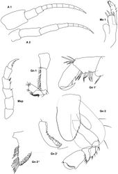 Figure 12. Stenula peltata (Smith, 1872): illustration of the single type specimen; A 1, 2 antenna 1, 2; Mx 1 maxilla 1; Mxp maxilliped; Gn 1 gnathopod 1 without propodus and dactylus; Gn 1’ dactylus, propodus and carpus enlarged; Gn 2 gnathopod 2; Gn 2’ dactylus and propodus enlarged; Gn 2’’ gnathopod 2 tip of carpus enlarged.