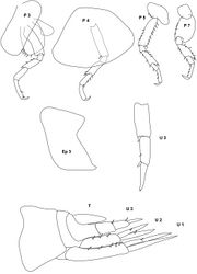 Figure 13. Stenula peltata (Smith, 1872): illustration of the single type specimen; P 3, 4 5, 7 peraeopod 3, 4, 5, 7; Ep 3 third epimeral plate; U 1, 2, 3 uropod 1, 2, 3; T telson.