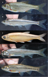 Figure 6. Some Leuciscidae species collected in the area, a, Alburnoides eichwaldii from Kura River at Yalnızçam; b, Alburnus filippi from Kura River at Yalnızçam; c, Alburnus hohenackeri from B-20 canal, Aras; d, Chondrostoma cyri from stream Kars, Aras; e, Leucalburnus satunini from Kura River at Yalnızçam.