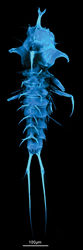 Figure 2. Confocal laser scanning of Echinolaophonte musa sp. nov. female. Habitus, dorsal view.