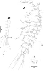 Figure 3. Echinolaophonte musa sp. nov. female. A. Habitus, lateral; B. Pseudoperculum; C. Caudal ramus, dorsal view.