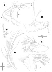 Figure 4. Echinolaophonte musa sp. nov. female. A. Antennule; B. Distal segment of antennule; C. Antenna; arrow pointing to abexopodal seta; Roman numerals labelling subapical, Arabian numerals labelling apical elements; D. Mandible; E. Maxillule; F. Maxilla.