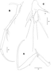 Figure 5. Echinolaophonte musa sp. nov. female. A. Maxilliped; B.P1; C.P5; arrows point to tube pores.