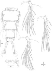 Figure 6. Echinolaophonte musa sp. nov. female. A.P2; B.P3; C.P4.