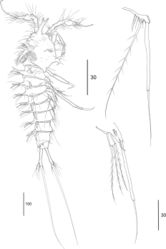 Figure 7. Echinolaophonte musa sp. nov. A. Female urosome, ventral view; B. female P6; C. Male habitus, lateral view; D. Male P5; E. Male P6.