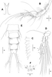 Figure 8. Echinolaophonte musa sp. nov. male. A. Rostrum; B. Antennule; C. Dorsal processes on first pedigerous somite to fourth urosomite; D.P3; E. Urosome, ventral view; F. Pseudoperculum.