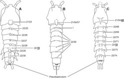 Figure 9. Schematic depiction of A.Pseudechinolaophonte minuta gen. et comb. nov.; B.Echinolaophonte armiger and C.Echinolaophonte horrida, illustrating and exemplifying the general shape of the cuticular structures located dorsally on the cephalothorax and free body somites of the closely-related taxa treated in the present contribution. The assigned numbers reflect the corresponding morphological characters as listed in Table 2. Explanations are given in the text.