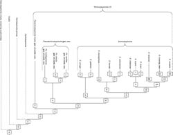 Figure 10. Cladogram presenting the result of the phylogenetic analysis, showing the hypothesised relationships of the investigated species. The apomorphies of the nodes (A–FF) are provided in Table 3. *Echinolaophonte–CS = group of species united hitherto in the genus Echinolaophonte.