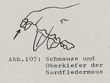 DJN Heimische Säugetiere Peter Boye 1994 Abb.107 Schnauze und Oberkiefer der Nordfledermaus.PNG