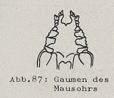 DJN Heimische Säugetiere Peter Boye 1994 Abb.87 Gaumen des Mausohrs.PNG