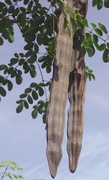 Moringa oleifera fruits TRAMIL.jpg