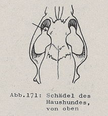 DJN Heimische Säugetiere Peter Boye 1994 Abb.171 Schädel des Haushundes, von oben.PNG
