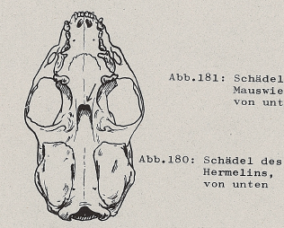 DJN Heimische Säugetiere Peter Boye 1994 Abb.180 Schädel des Hermelins, von unten.PNG