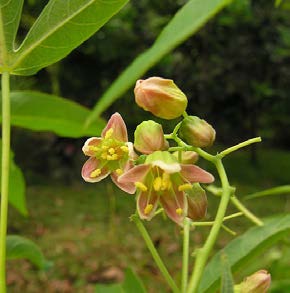 Manihot esculenta fleurs TRAMIL.jpg