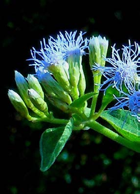 Eupatorium odoratum fleurs 1 TRAMIL.jpg