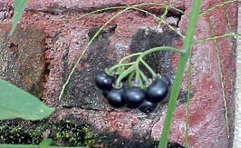 Solanum nigrescens fruits TRAMIL.jpg