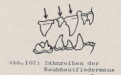 DJN Heimische Säugetiere Peter Boye 1994 Abb.102 Zahnreihen der Rauhhautfledermaus.PNG