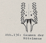 DJN Heimische Säugetiere Peter Boye 1994 Abb.136 Gaumen der Rötelmaus.PNG