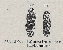 DJN Heimische Säugetiere Peter Boye 1994 Abb.120 Zahnreihen der Birkenmaus.PNG