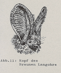 DJN Heimische Säugetiere Peter Boye 1994 Abb.11 Kopf des Braunen Langohrs.PNG