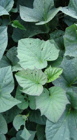 Ipomoea batatas feuilles TRAMIL.jpg