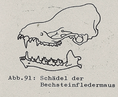 DJN Heimische Säugetiere Peter Boye 1994 Abb.91 Schädel der Bechsteinfledermaus.PNG