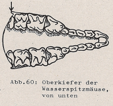 DJN Heimische Säugetiere Peter Boye 1994 Abb.60 Oberkiefer der Wasserspitzmäuse, von unten.PNG