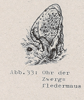 DJN Heimische Säugetiere Peter Boye 1994 Abb.33 Ohr der Zwergfledermaus.PNG