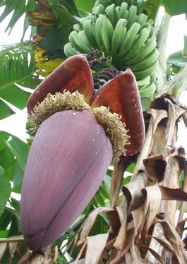 Musa paradisiaca bouton de fleur TRAMIL.jpg