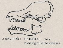 DJN Heimische Säugetiere Peter Boye 1994 Abb.104 Schädel der Zwergfledermaus.PNG