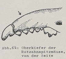 DJN Heimische Säugetiere Peter Boye 1994 Abb.64 Oberkiefer der Rotzahnspitzmäuse, von der Seite.PNG