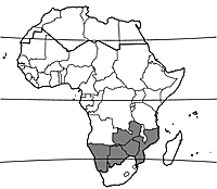 Map Corchorus asplenifolius.gif