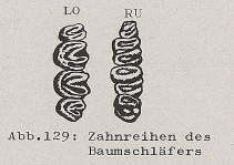 DJN Heimische Säugetiere Peter Boye 1994 Abb.129 Zahnreihen des Baumschläfers.PNG