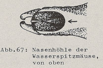 DJN Heimische Säugetiere Peter Boye 1994 Abb.67 Nasenhöhle der Wasserspitzmäuse, von oben.PNG