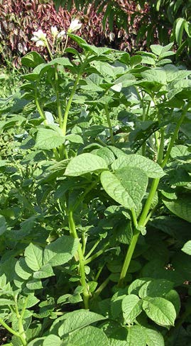 Solanum tuberosum feuilles TRAMIL.jpg