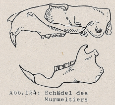 DJN Heimische Säugetiere Peter Boye 1994 Abb.124 Schädel des Murmeltiers.PNG