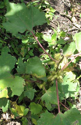 Xanthium strumarium feuilles TRAMIL.jpg