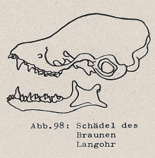 DJN Heimische Säugetiere Peter Boye 1994 Abb.98 Schädel des Braunen Langohr.PNG