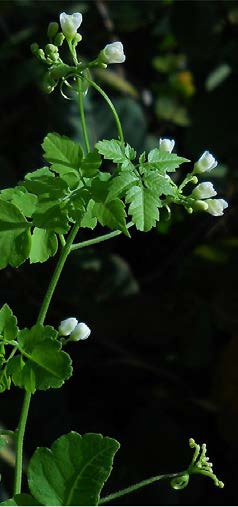 Cardiospermum halicacabum plante TRAMIL.jpg