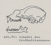 DJN Heimische Säugetiere Peter Boye 1994 Abb.80 Schädel der Großhufeisennase.PNG