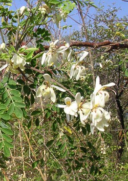 Moringa oleifera fleurs 2 TRAMIL.jpg