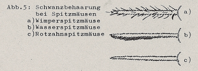 DJN Heimische Säugetiere Peter Boye 1994 Abb.5 Schwanzbehaarung.PNG