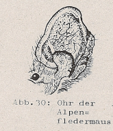 DJN Heimische Säugetiere Peter Boye 1994 Abb.30 Ohr der Alpenfledermaus.PNG