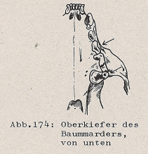 DJN Heimische Säugetiere Peter Boye 1994 Abb.174 Oberkiefer des Baummarders, von unten.PNG