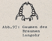 DJN Heimische Säugetiere Peter Boye 1994 Abb.97 Gaumen des Braunen Langohrs.PNG