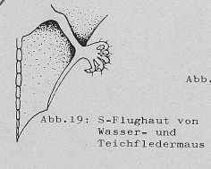 DJN Heimische Säugetiere Peter Boye 1994 Abb.19 S-Flughaut von Wasser- und Teichfledermaus.PNG