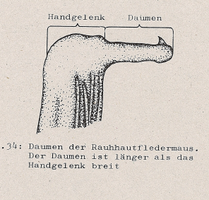 DJN Heimische Säugetiere Peter Boye 1994 Abb.34 Daumen der Rauhhautfledermaus.PNG