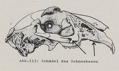 DJN Heimische Säugetiere Peter Boye 1994 Abb.115 Schädel des Schneehasen.PNG